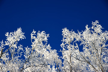 Trees covered with hoarfrost against the blue sky.