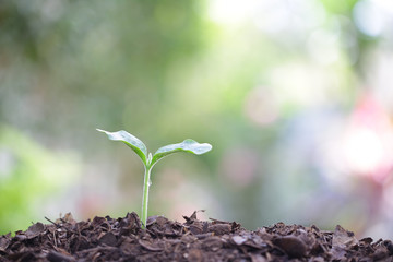 Growing green small sprout planting 