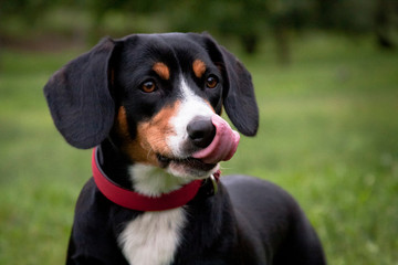 Dog entlebucher mountain dog, licking portrait