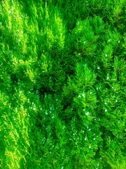 arborvitae tree with seeds