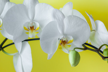 White phalaenopsis orchid on a yellow background. Exotic orchid flowers close-up. 
