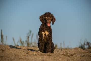 Summer portrait of puppy Purtugal water dog. He is so cute  and beutiful in the sand.