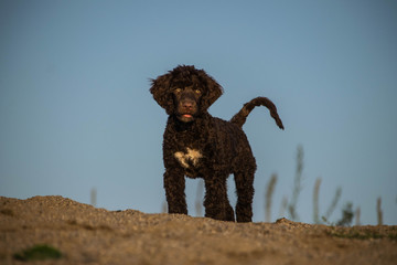Summer portrait of brown puppy Purtugal water dog. He is so cute  and beutiful in the sand.