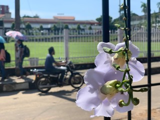 Obraz premium flower pergola - sri lanka