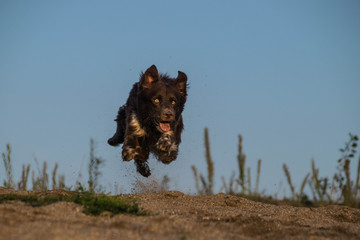 Crazy happy brown border collie in extreme position. He is catching ball in sand.