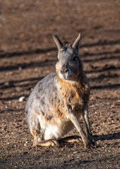 Close-up portrait of Patagonian mara (Dolichotis patagonum) in winter