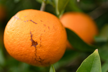 写真素材: 傷んだみかん