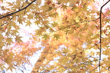 Autumnal landscape of Suizawa maple valley in the Mie Prefecture of Japan