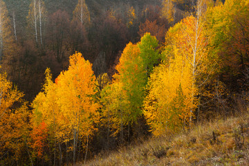Fototapeta premium Indian summer.