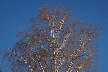 Die riesige Krone einer Birke im blauen Winterhimmel