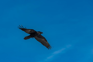 Black crow flying in blue sky, portrait