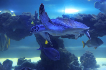 Naklejka na ściany i meble Beautiful turtle swimming in clear aquarium water