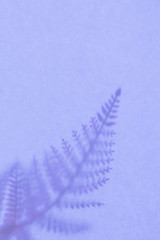 Background with shadow of the leaf.