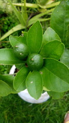 green plant in the garden