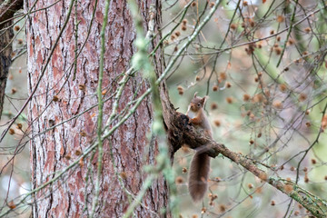 red squirrel, Sciurus vulgaris, sitting in a branch looking towards camera showing surroundings during winter/December in Scotland.