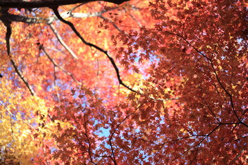 Autumnal landscape of Suizawa maple valley in the Mie Prefecture of Japan