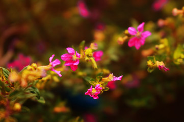 pink flowers in the garden