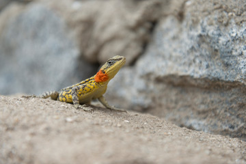 Himalayan Agama (Paralaudakia Himalayana) basking near the rock wall around Leh city, Ladakh,India