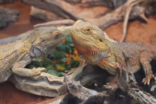 52 件の最適な フトアゴヒゲトカゲ 画像 ストック写真 ベクター Adobe Stock