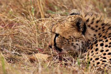Portrait of a Cheetah while eating a Thomsans gazelle, Masai Mara, Kenya