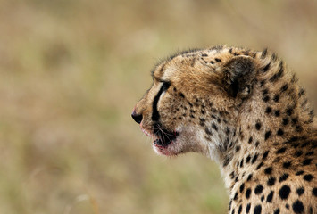 Portrait of a Cheetah while eating a Thomsans gazelle, Masai Mara, Kenya
