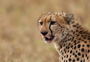 Portrait of a Cheetah while eating a Thomsans gazelle, Masai Mara, Kenya