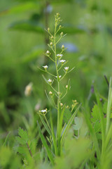 The Thesium linophylloon grwoing on a xerothermic grassland in southern Poland.