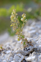 Rampion mignonette (Reseda phyteuma) on a calcareous base (Poland)