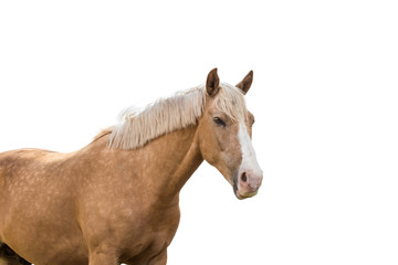 Beautiful brown horse with pale mane isolated on white background
