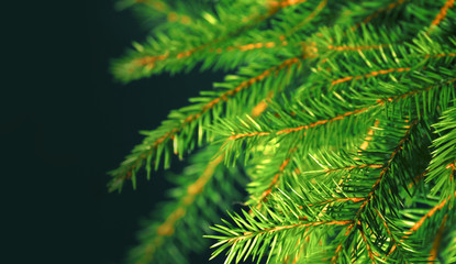 Fir branches on a dark background, Christmas background, vintage style