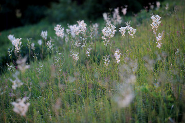 Xerothermic grassland with blooming dropwort (Filipendula vulgaris)