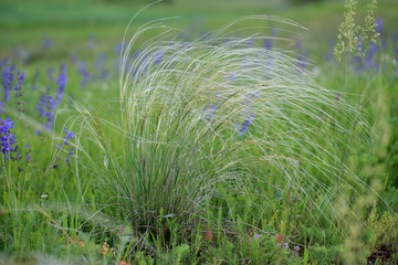 Grey-Sheathed Feather Grass in Poland.
