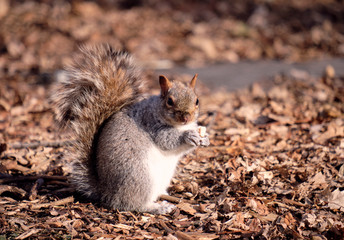 A fatten up Easter gray squirrel (Sciurus carolinensis) ready for winter, on hind legs looking at camera holding a piece of bread left by locals, in full  winter sunshine