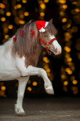 Pony portrait in santa red hat against christmas lights