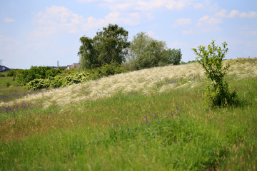 Ostnica powabna (Stipa pulcherrima) na murawie kserotermicznej koło Buska-Zdroju © andrzej_67
