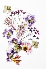 dry flowers on the white background