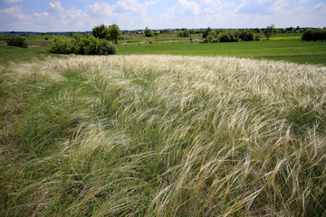 Ostnica powabna (Stipa pulcherrima) na murawie kserotermicznej koło Buska-Zdroju