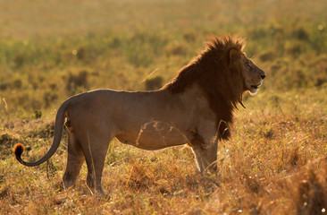 Fototapeta na wymiar A back lit images of Lion king at Masai Mara, Kenya