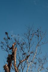 Dry Wood Tree And Blue Sky Background