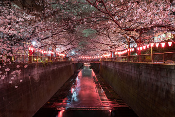 東京 目黒川の桜ライトアップ