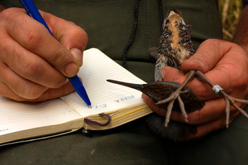 Bird ringing in Crna Mlaka