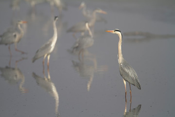 Grey heron in fog on a fishpond