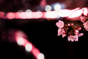 東京 目黒川の桜ライトアップ