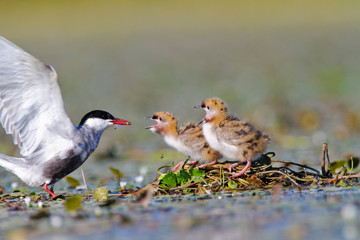 Whiskered tern feeding offspring on a shallow wetland