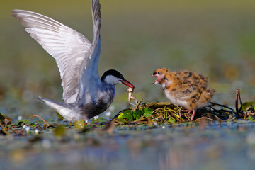 Whiskered tern feeding offspring on a shallow wetland
