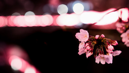 東京 目黒川の桜ライトアップ