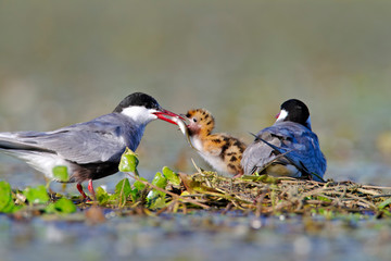 Whiskered tern feeding offspring on a shallow wetland