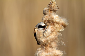 The Eurasian penduline tit on a bullrush, Crna Mlaka