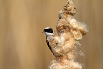 The Eurasian penduline tit on a bullrush, Crna Mlaka