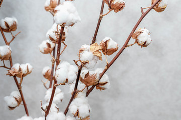 Cotton branch on a white background. Delicate white cotton flowers. Light cotton background. Composition in a vase.